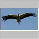 Ciconia ciconia - Weissstorch 07.jpg